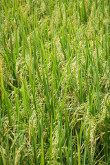 ear of rice. rice field