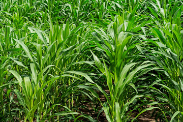sugarcane tree field