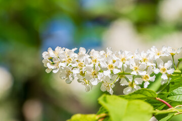 White flowers blooming bird cherry. Close-up of a Flowering Prunus padus Tree with White Little Blossoms