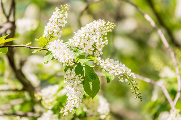 White flowers blooming bird cherry. Close-up of a Flowering Prunus padus Tree with White Little Blossoms