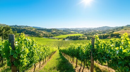 Naklejka premium Picturesque Vineyard Rows with Lush Green Vines and Sunny Sky