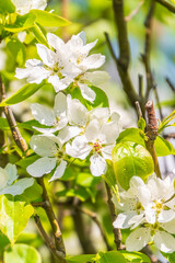 White blossoming apple trees in the sunset light. Spring season, spring colors.