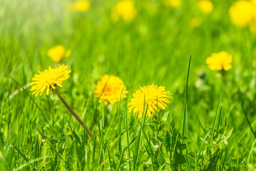 Field of yellow dandelions. Taraxacum officinale, the common dandelion