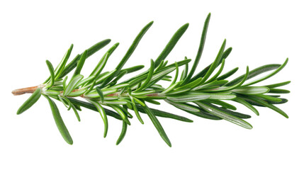 Fototapeta premium Rosemary leaf isolated on white background