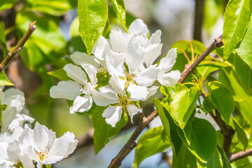 White blossoming apple trees in the sunset light. Spring season, spring colors.