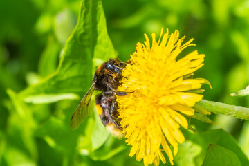 Bumblebee on a yellow dandelion. The insect pollinates the flower. Bumblebee collects nectar in summer.