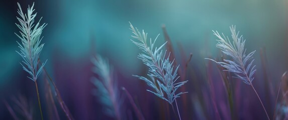 Delicate White Blades of Grass in a Soft Blue and Purple Haze