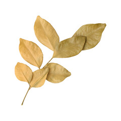 Beautiful dry murraya leaves branch isolated on transparent background