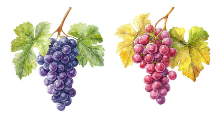 Fototapeta premium bunch of grapes isolated on white