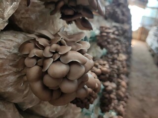 Mushroom cultivation growing in farm, Oyster Mushroom cultivation in organic farms, Close-up, selective, focus