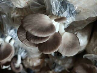 Mushroom cultivation growing in farm, Oyster Mushroom cultivation in organic farms, Close-up, selective, focus