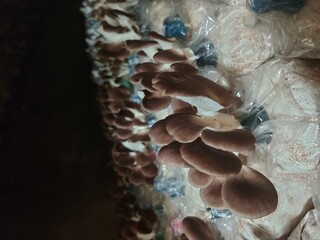 Mushroom cultivation growing in farm, Oyster Mushroom cultivation in organic farms, Close-up, selective, focus