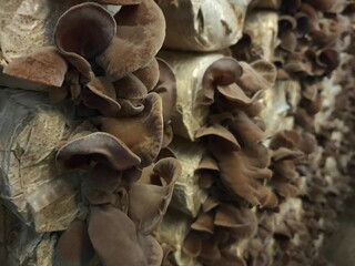 Selective focus on group of wood ear mushrooms grow from the plastic bags in the cultivation farm, Fresh Black Jew's ear, Black Wood ear, Black  Jelly ear