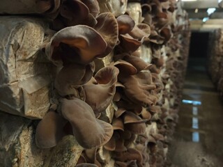 Selective focus on group of wood ear mushrooms grow from the plastic bags in the cultivation farm, Fresh Black Jew's ear, Black Wood ear, Black  Jelly ear