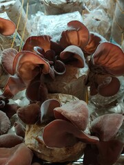 Selective focus on group of wood ear mushrooms grow from the plastic bags in the cultivation farm, Fresh Black Jew's ear, Black Wood ear, Black  Jelly ear