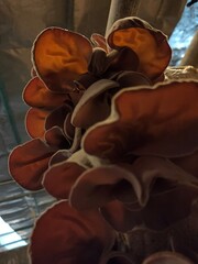 Selective focus on group of wood ear mushrooms grow from the plastic bags in the cultivation farm, Fresh Black Jew's ear, Black Wood ear, Black  Jelly ear