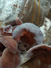 Selective focus on group of wood ear mushrooms grow from the plastic bags in the cultivation farm, Fresh Black Jew's ear, Black Wood ear, Black  Jelly ear