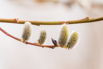 Nature awakes in spring. Blooming willow twigs and furry willow-catkins, so called seals or cats. Holly willow, Salix caprea