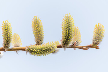 Nature awakes in spring. Blooming willow twigs and furry willow-catkins, so called seals or cats. Holly willow, Salix caprea