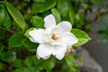 白いクチナシの花
