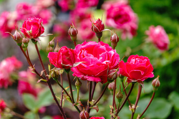 Blooming red rose bud with raindrops close up