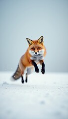 Obraz premium A vibrant red fox leaps through a snowy landscape, showcasing its agility and beauty in a serene winter setting.