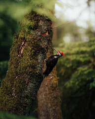 woodpecker on tree