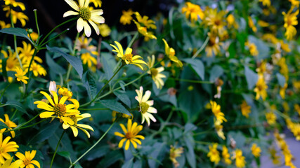 Yellow daisy-like flowers in soft focus. Bright floral background with selective focus. Natural summer or spring garden scene.