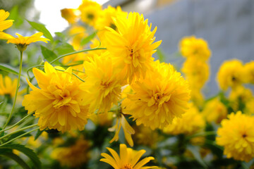 Yellow daisy-like flowers in soft focus. Bright floral background with selective focus. Natural summer or spring garden scene.