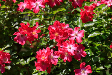 Landscape roses shining in the sunlight