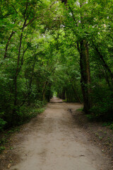 Lush green forest path in spring or summer. Nature trail through dense woods, outdoor adventure, and hiking concept.