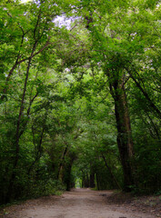Naklejka premium Lush green forest path in spring or summer. Nature trail through dense woods, outdoor adventure, and hiking concept.