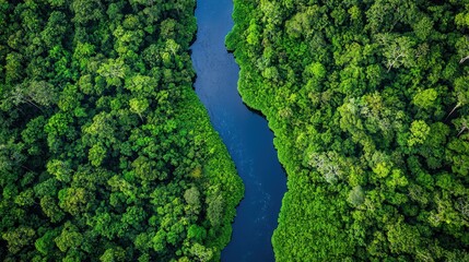 Naklejka premium Aerial View of Lush Rainforest and Winding River