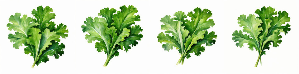 Fototapeta premium Fresh green kale leaves displayed in various arrangements, showcasing their vibrant color and texture. Ideal for healthy eating themes. 