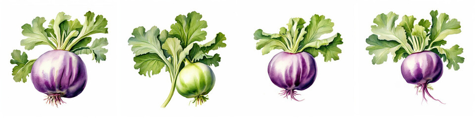 Fresh turnips with vibrant green leaves, showcasing various colors and sizes. illustration captures natural beauty and freshness of these vegetables. 
