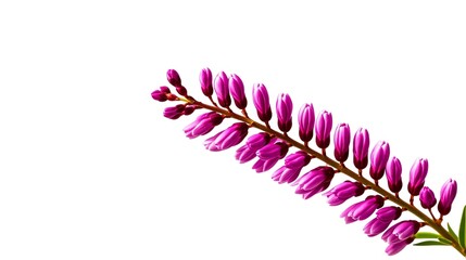 single heather flower isolated on white background.