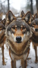 Fototapeta premium Pack of wolves staring with intense gaze