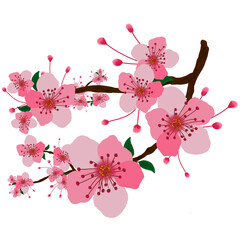 cherry blossom sakura