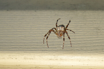 A close-up of a cross spider. A cross spider sits on its web waiting for prey.