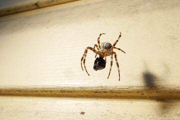 A spider eats its prey. A cross spider drinks a nutrient solution from its victim.