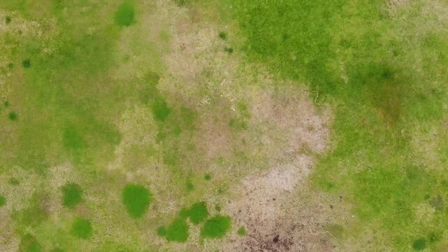 Aerial view of green grass with patches of brown and yellow.