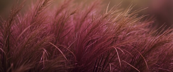 Obraz premium Close-up of Delicate, Pink-Tinted Grass Blades