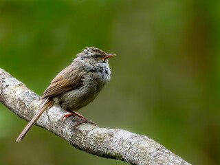 森の中の木陰で周りを見渡しているウグイス