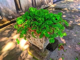 tree in the pot at the garden
