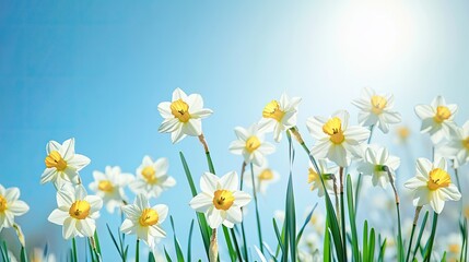 Obraz premium Fresh daffodils swaying in the breeze, set against a clear blue spring sky.