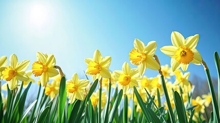 Obraz premium Fresh daffodils swaying in the breeze, set against a clear blue spring sky.