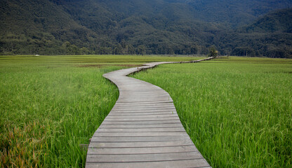 wood walk way bridge in rice field