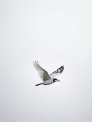 Obraz premium Solitary Seagull Soaring Gracefully in a Clear Sky 