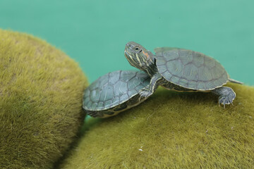 Two young red-eared slider tortoises are sunbathing on moss-covered rocks. This reptile has the scientific name Trachemys scripta elegans.