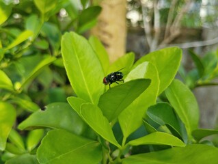 Fly sitting on a green leaf 